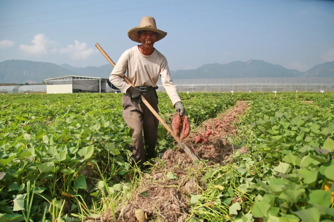 【保障粮食安全】连城10万亩地瓜丰收护粮安