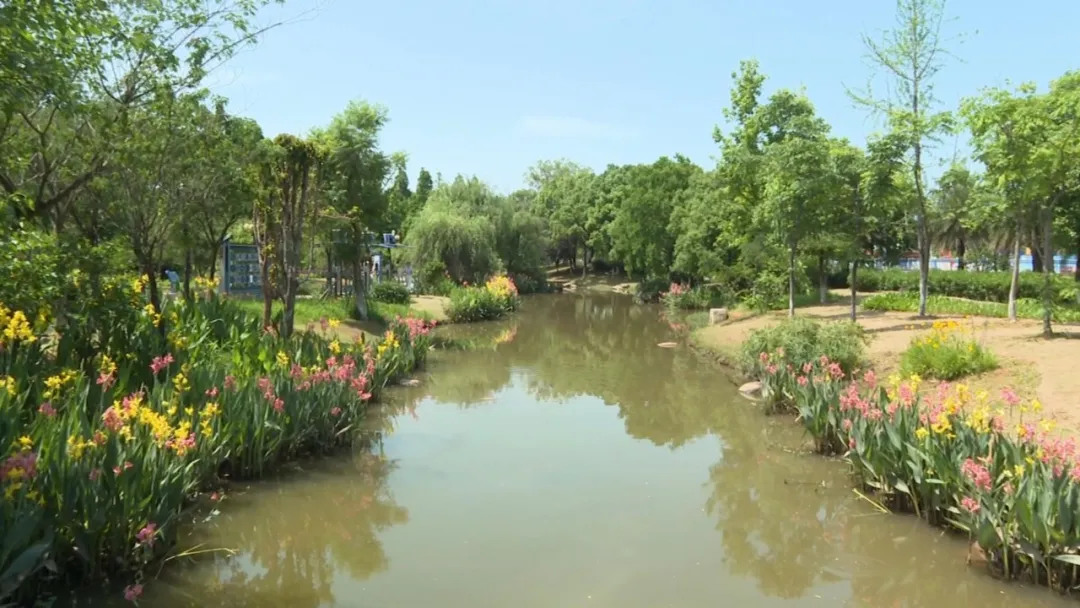 连城：美人蕉迎夏绽放