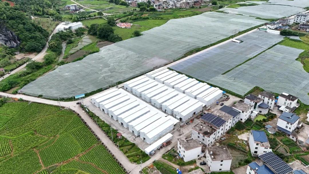 亩均收益突破5000元！连城罗坊雪茄烟叶撬动乡村振兴