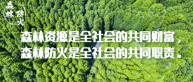 森林防火｜牢记典型案例，谨防森林“上火”！