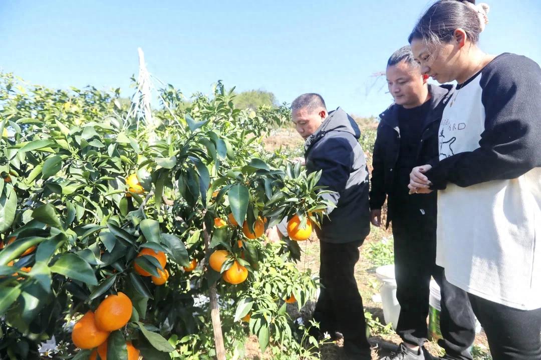 学习贯彻党的二十届四中全会精神 | 连城：全会精神润田野 科技赋能“橙满枝”
