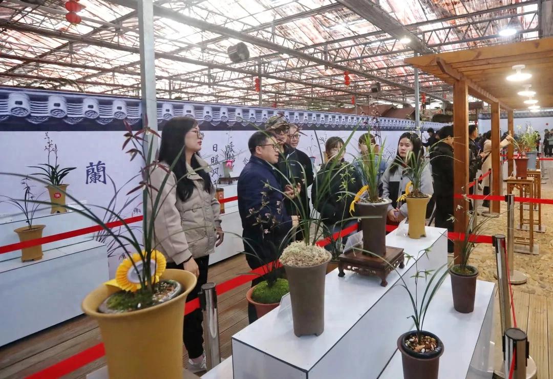 红土兰韵竞风流 国香倾城绽芳华！连城举办2025寒兰节暨第八届寒兰精品展