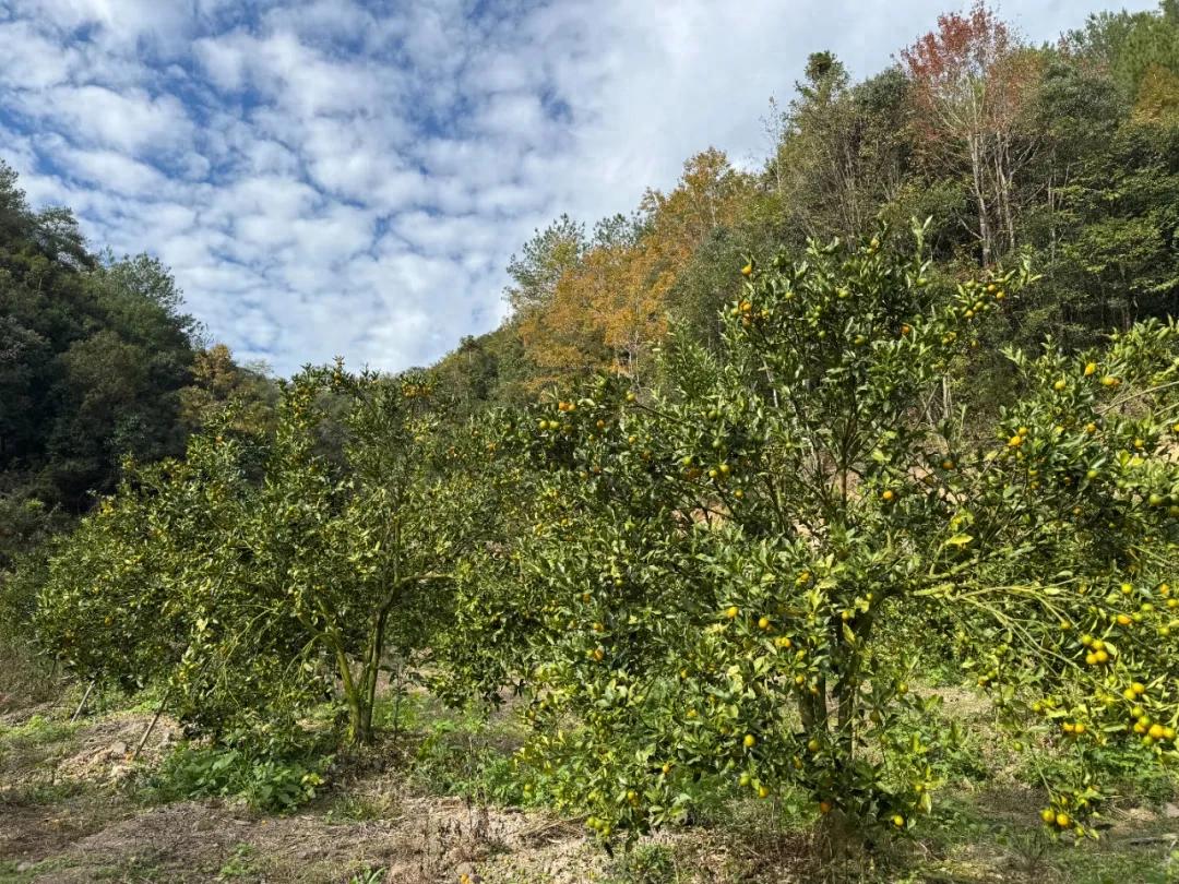 即刻出发！连城塘前2万斤脆皮金桔等你摘！