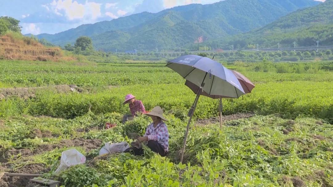 连城文亨：“一村一品”结硕果 红衣花生丰收助振兴