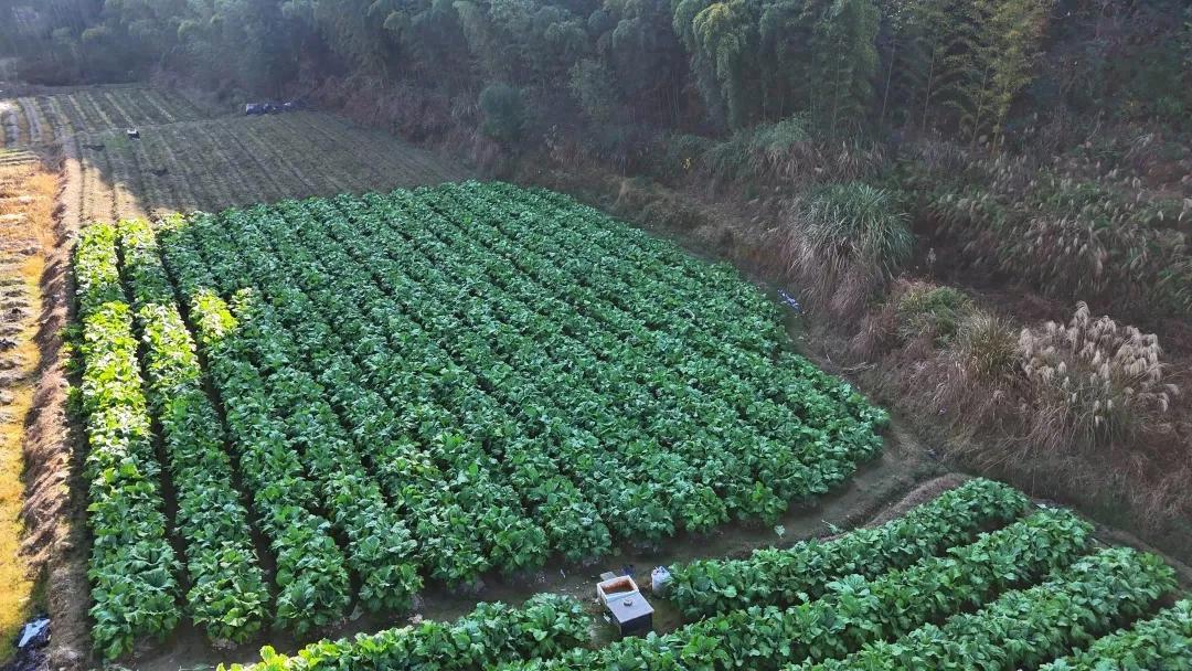 广龙合作结硕果，连城成功试种增城迟菜心