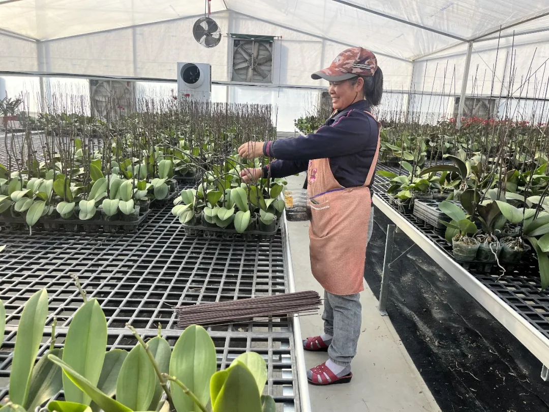 连城：抢“鲜”备货年宵花 花香溢满振兴路