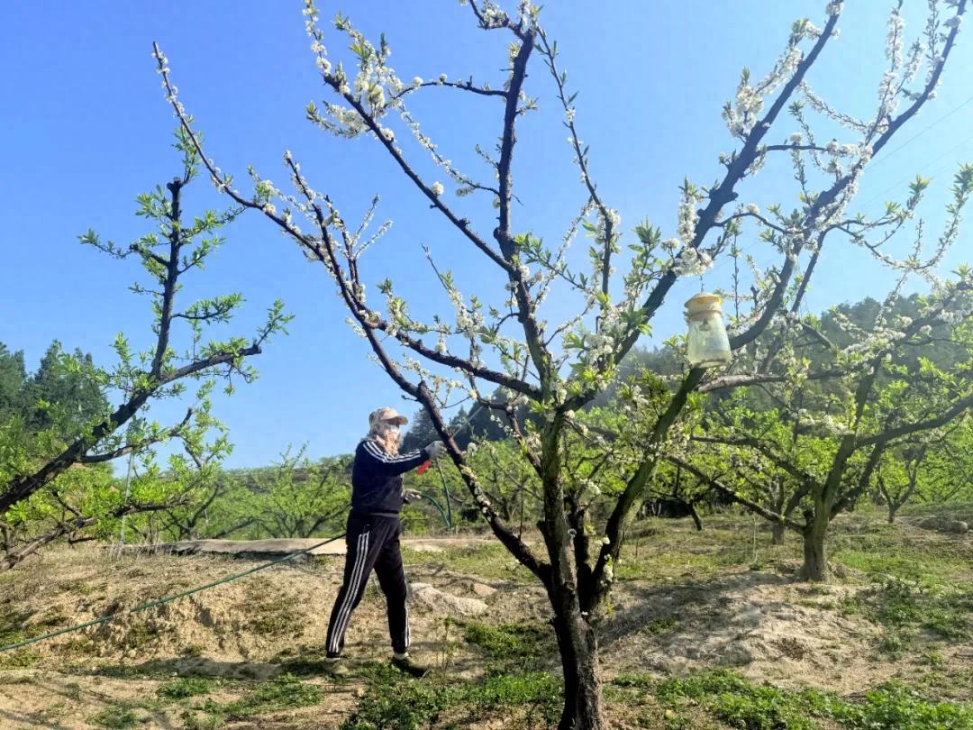 连城四堡：科学管护助力芙蓉李产业提质增效