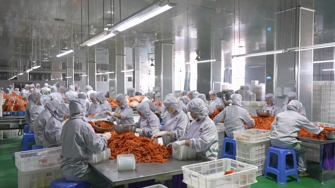 连城：一根地瓜“链”起万名宝妈创业致富路