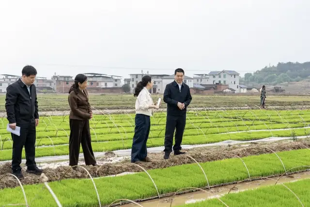 连城县领导调研国家现代农业产业园、春季农业生产、高标准农田建设等工作