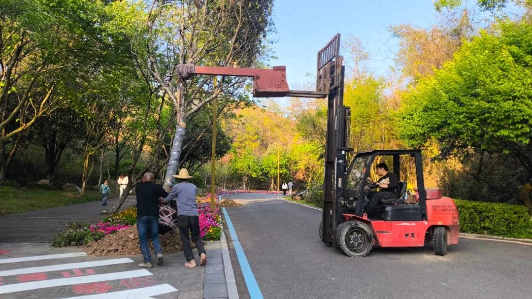 【文旅发展跨越】连城：抢抓春时补绿增彩 提升景区生态颜值