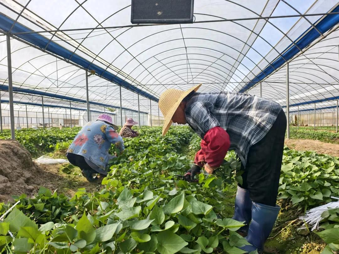 【春耕备耕】连城：春耕正当时 薯苗供销旺