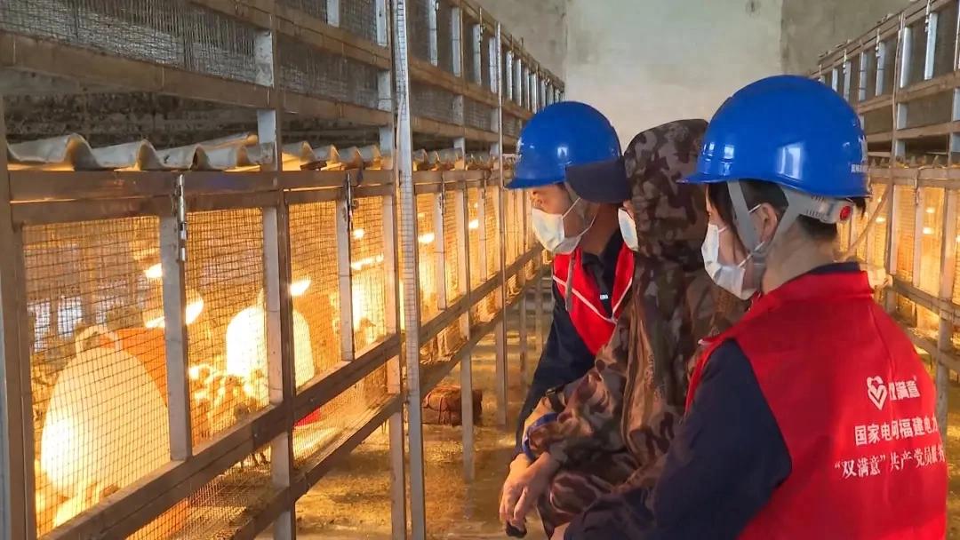 【扎实推进乡村全面振兴】连城白鸭种源保护“孵”出致富新希望