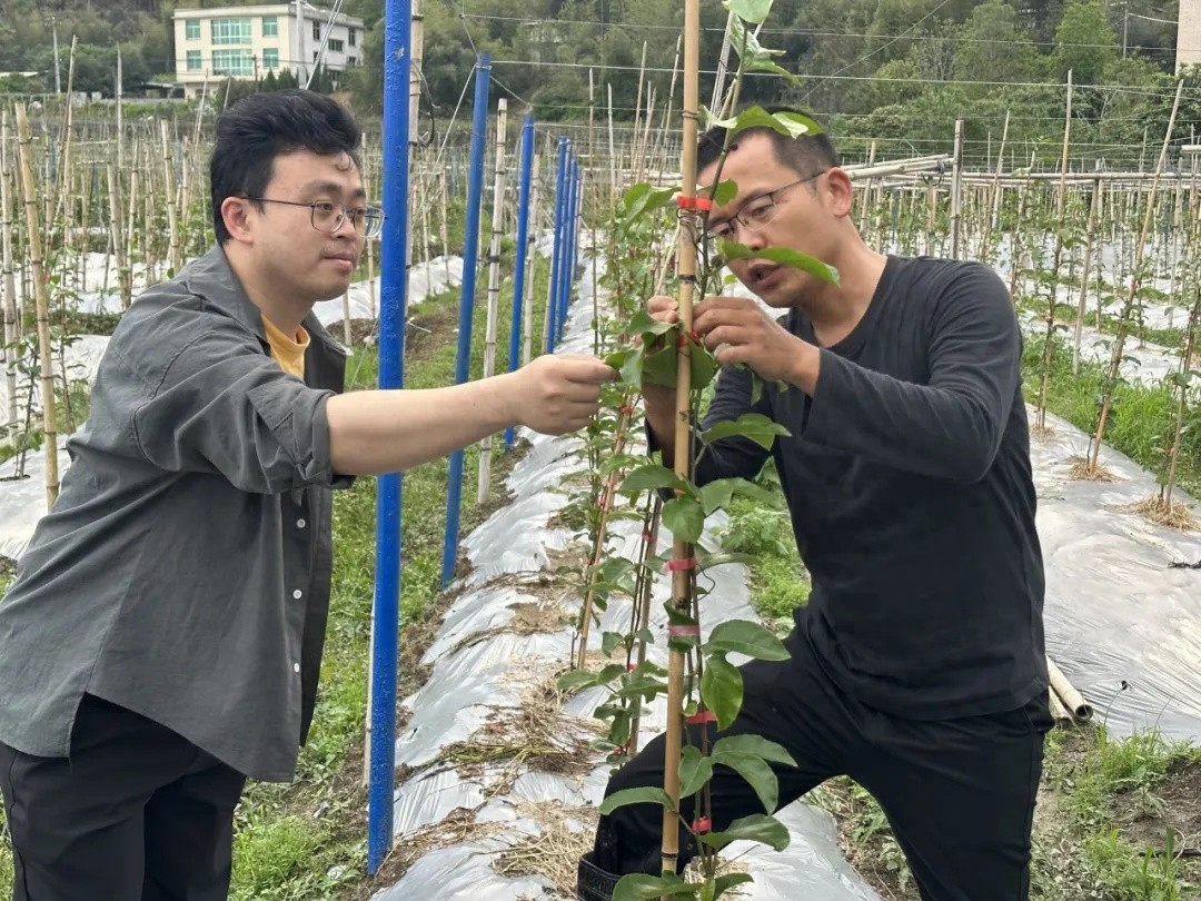【创新创业创造冠豸】连城新泉：黄金百香果铺就共富路