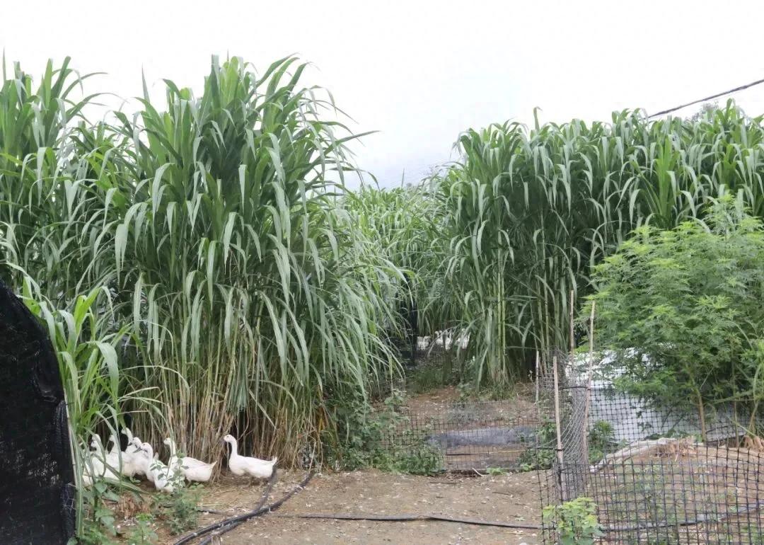 连城：冠豸山下幸福草，点草成金振兴景