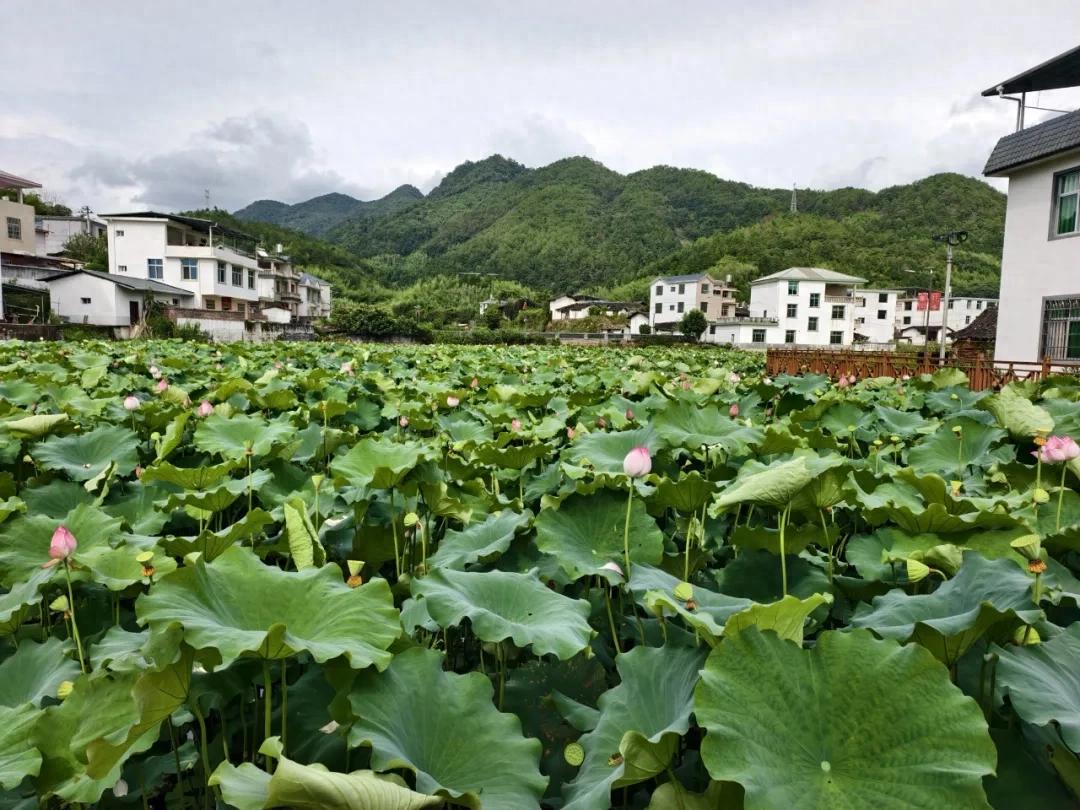 【生态连城】连城：“荷狐净污”绘就乡村生态治水新画卷