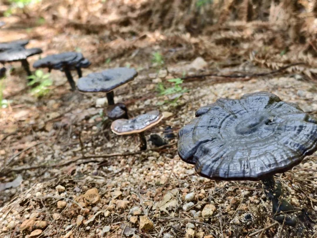 【扎实推进乡村全面振兴】连城：共富林场绘就生态富民新画卷