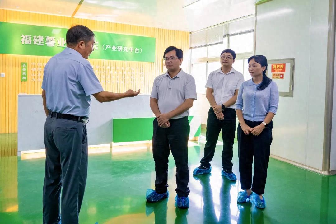 连城县领导带队调研地瓜产业发展工作