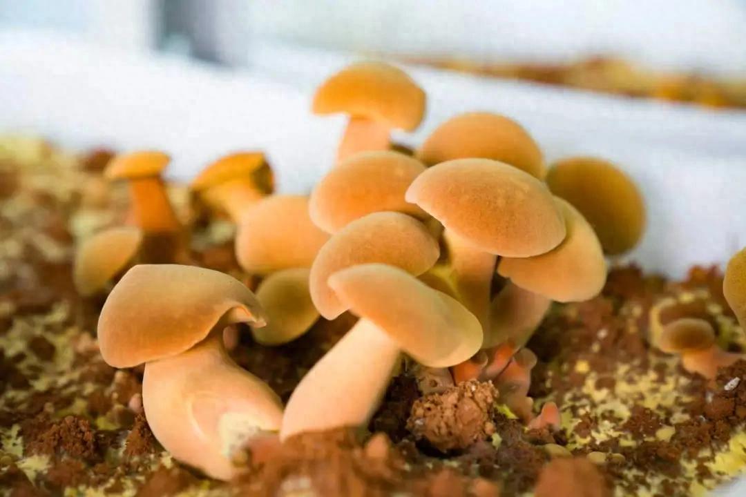 放心尝！连城人工培育见手青喜丰收，种植技术新突破