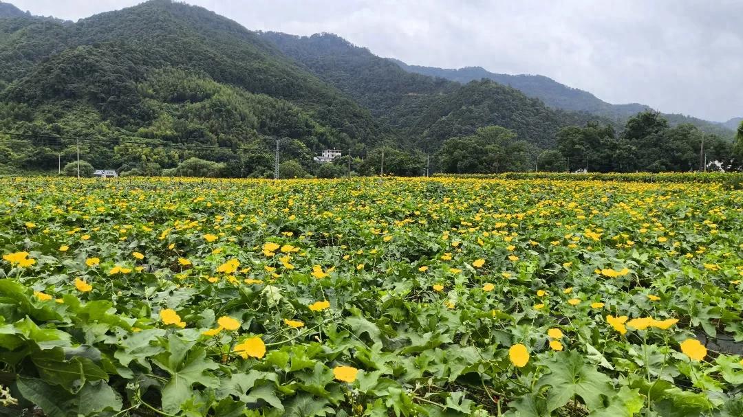 连城罗坊：丝瓜花开满藤架 朵朵开出“致富花”