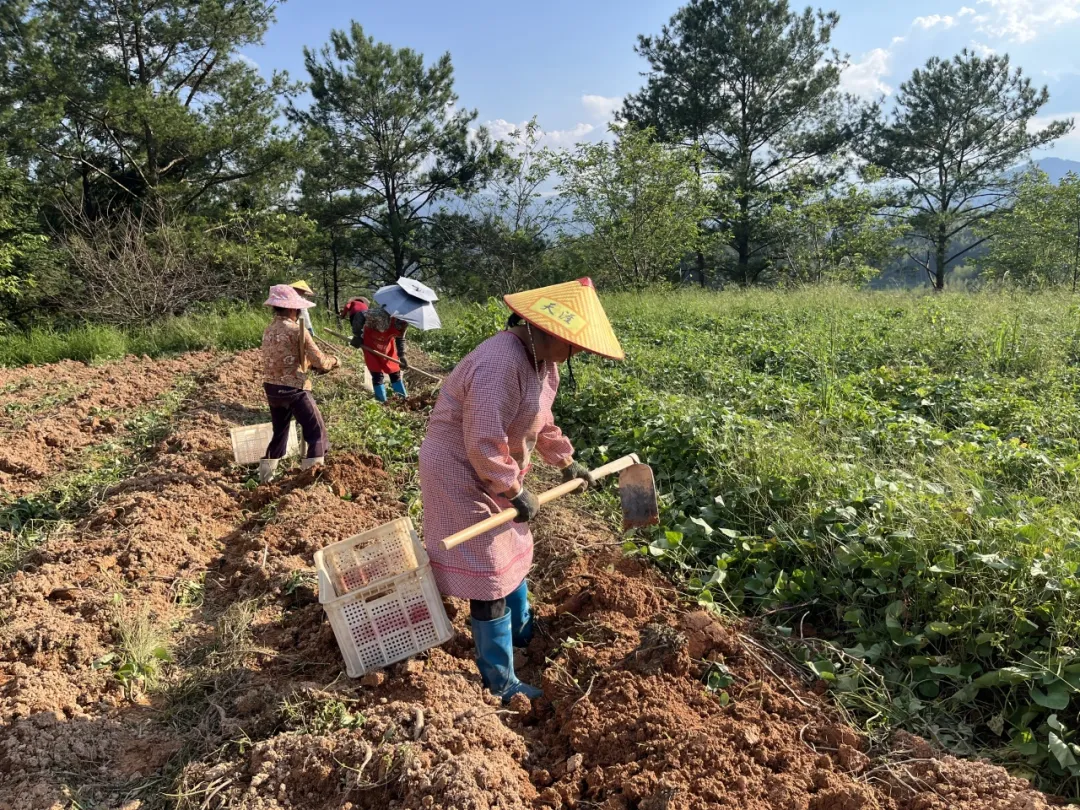 【扎实推进乡村全面振兴】连城：硒土种出“甜蜜薯” 丰收铺就致富路