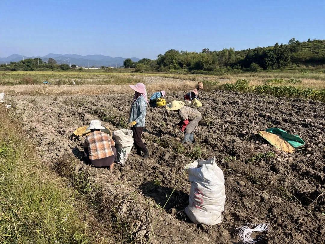 【小馋小饿 吃连城地瓜干】林坊：地瓜迎丰收 田头直通加工厂
