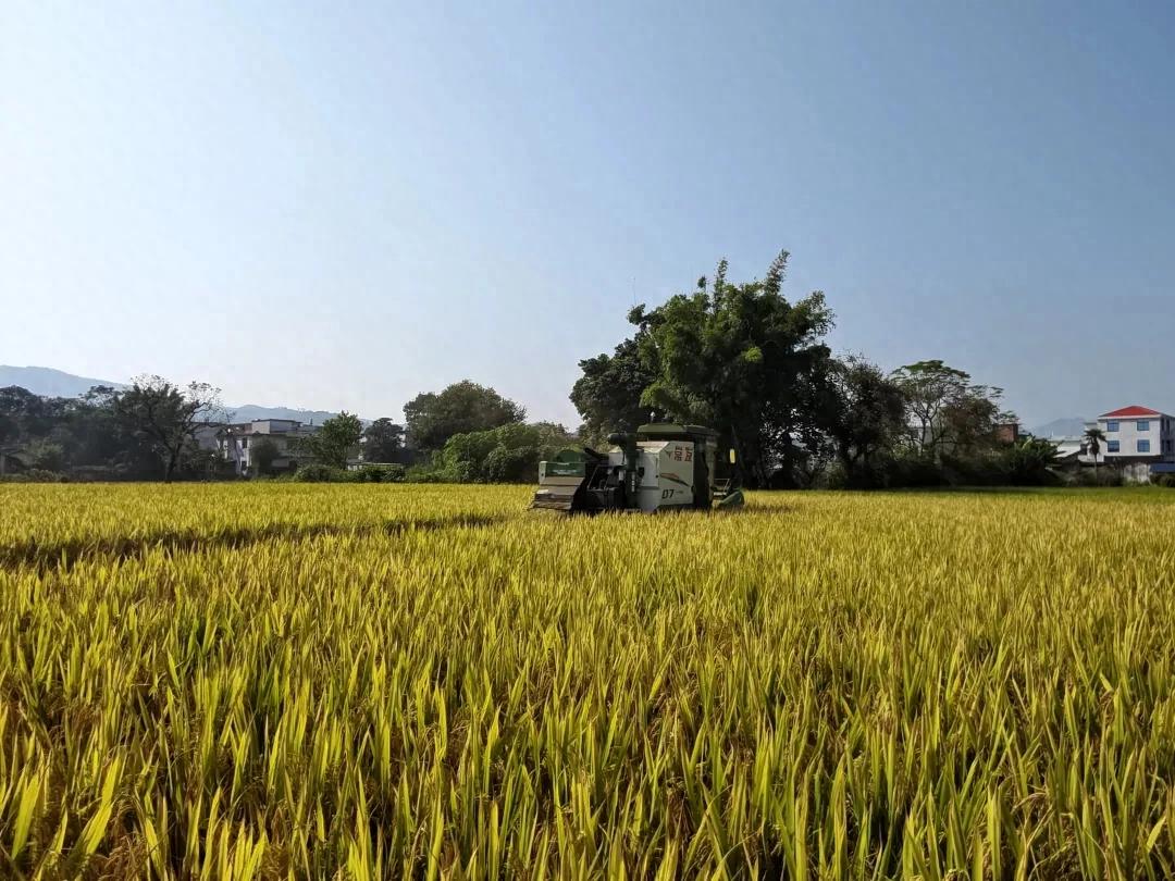 【保障粮食安全】连城：稻浪翻金秋收忙 科技赋能粮满仓